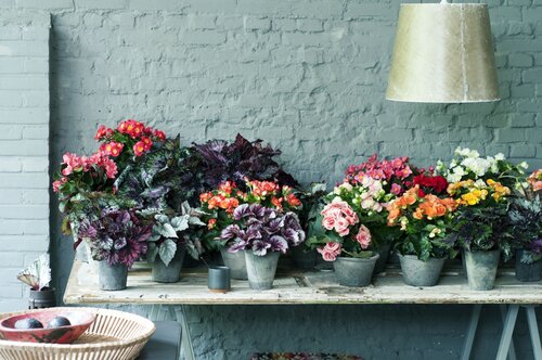 Begonia als kamerplant