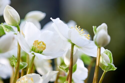 Helleborus