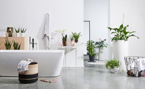 Planten in de badkamer - Groen van bij ons