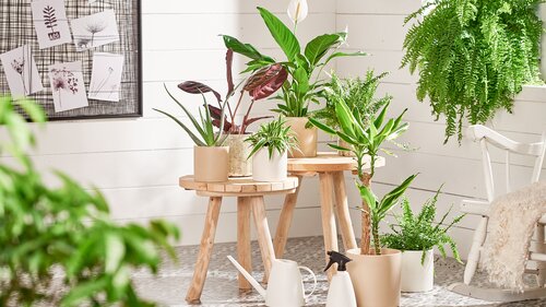 zuiverende planten - Groen van bij ons