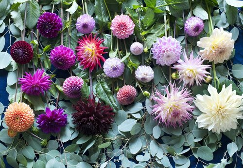 Dahlia