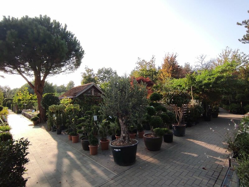 solitair planten