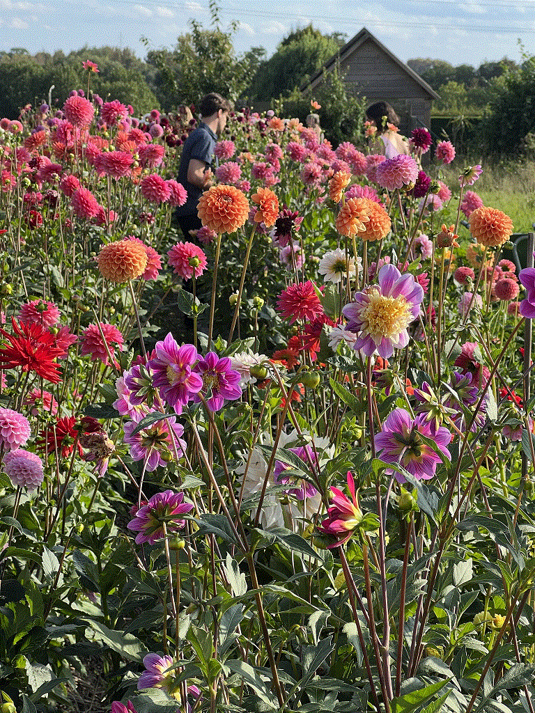 dahlia overvloed in augustus september en oktober