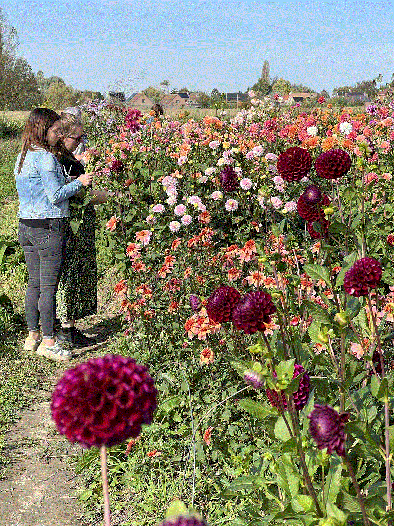samen de mooiste bloemen kiezen