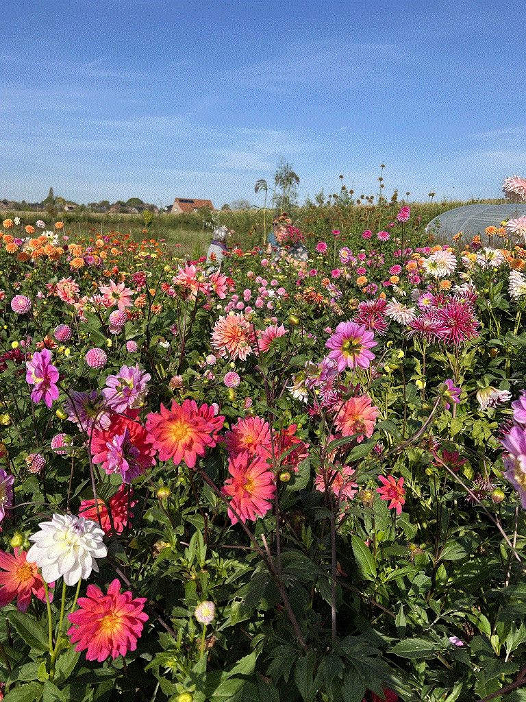 dahlia overvloed in augustus september en oktober