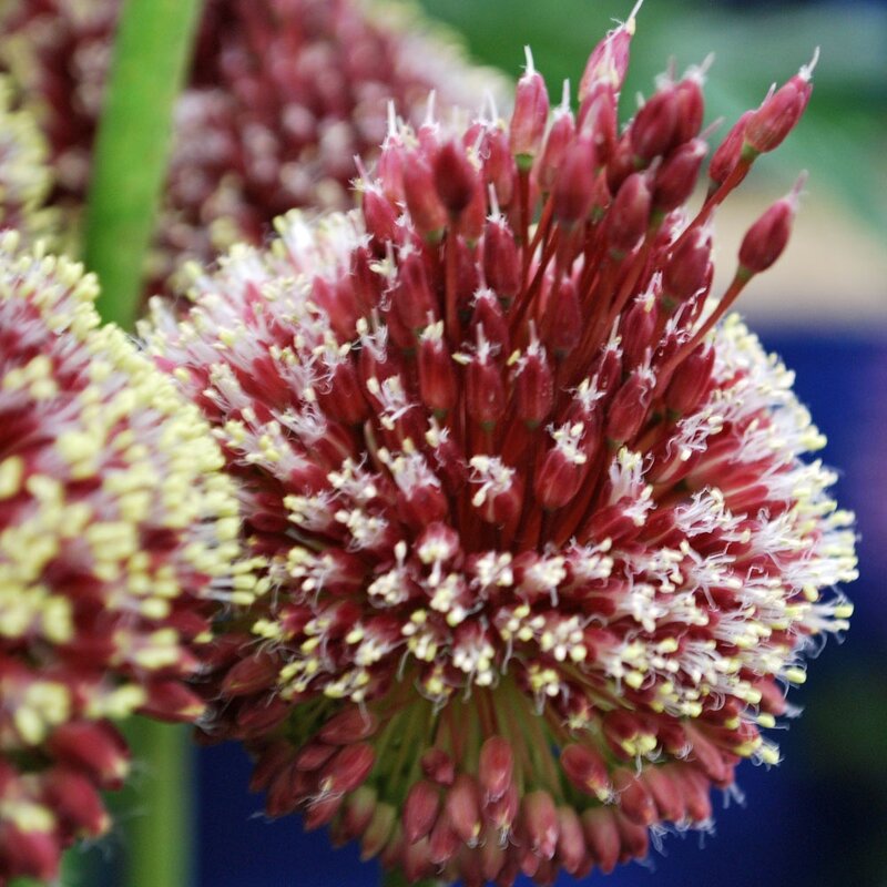 Allium Red Mohican