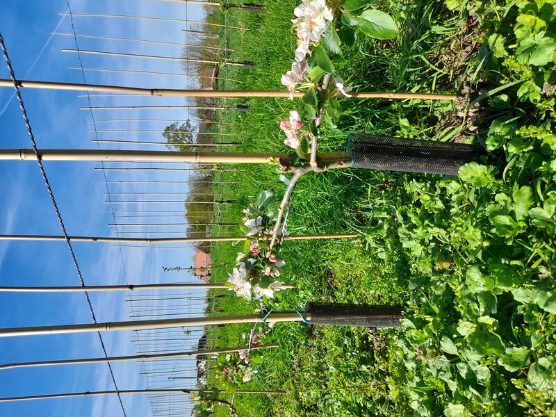 leiboom appel in opkweek