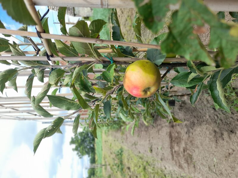 halfstam appel
