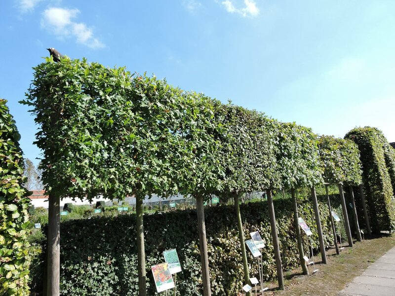 Leibomen toontuin