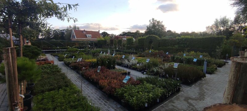 ruim aanbod buitenplanten