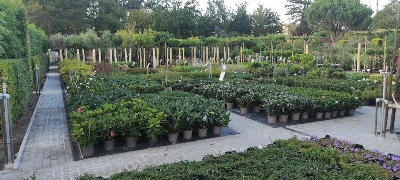 ruim aanbod buitenplanten