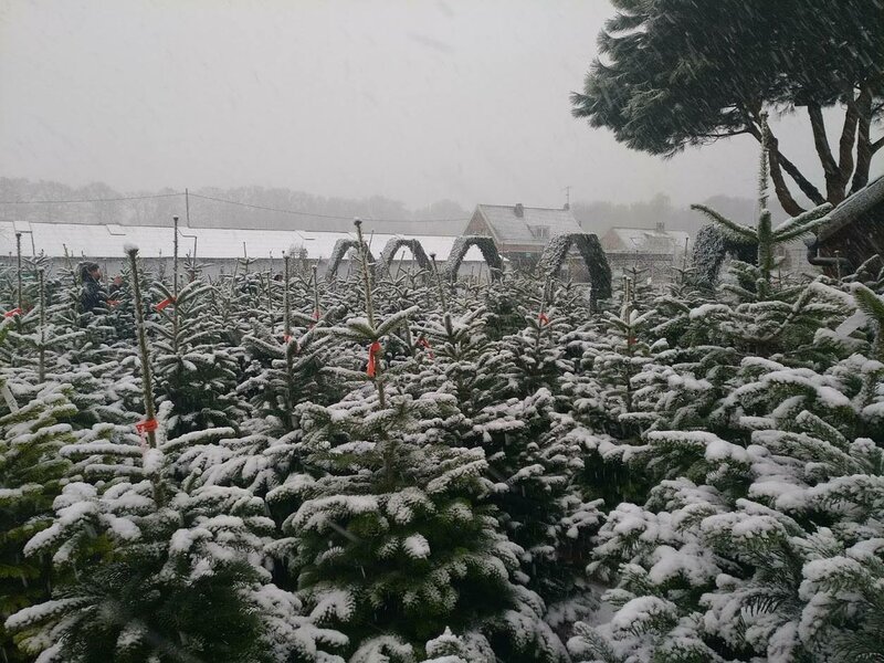 Kerstbomen uit eigen kwekerij
