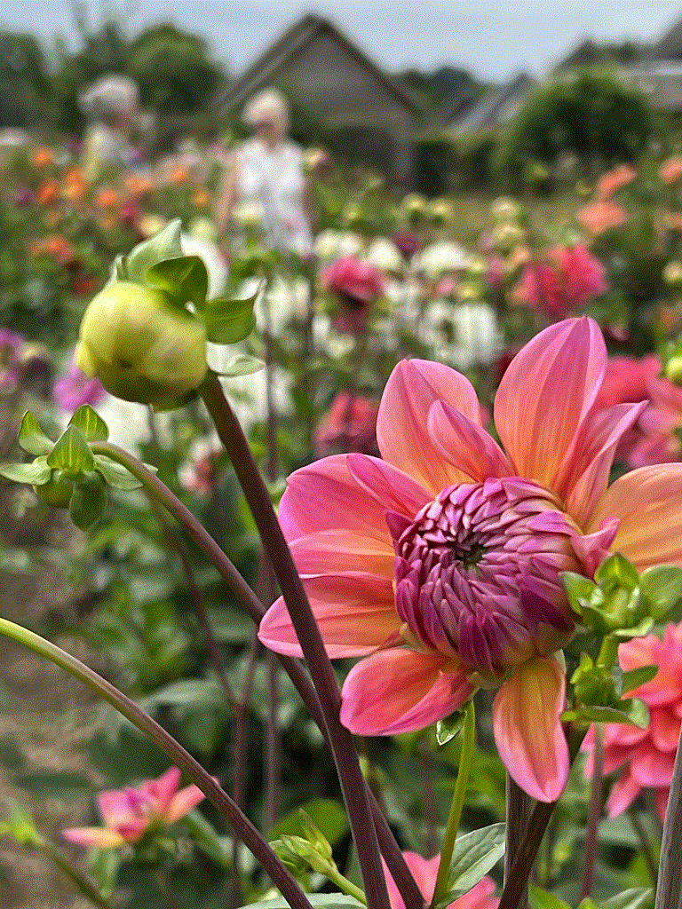 meer dan 100 verschillende Dahlias