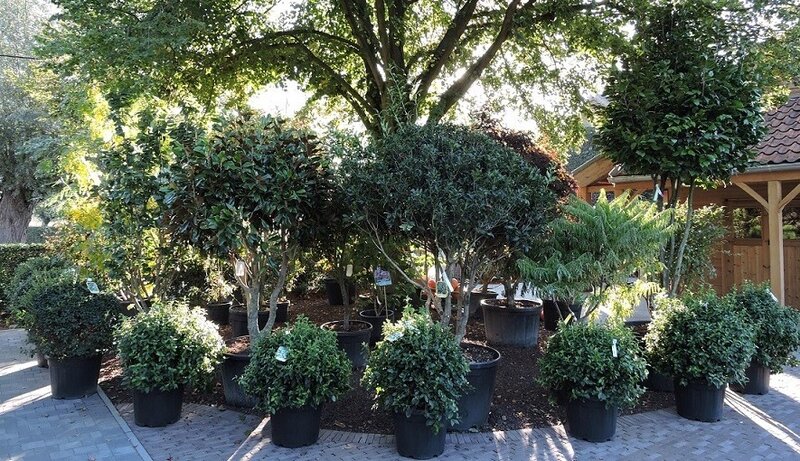 Meerstammige bomen