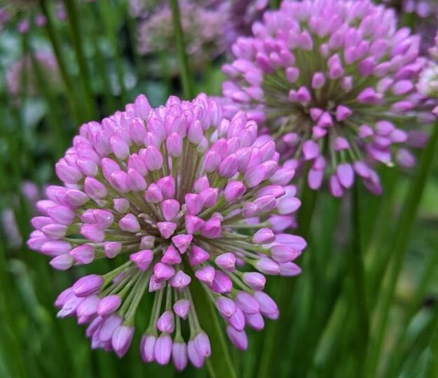 Allium 'Millenium'