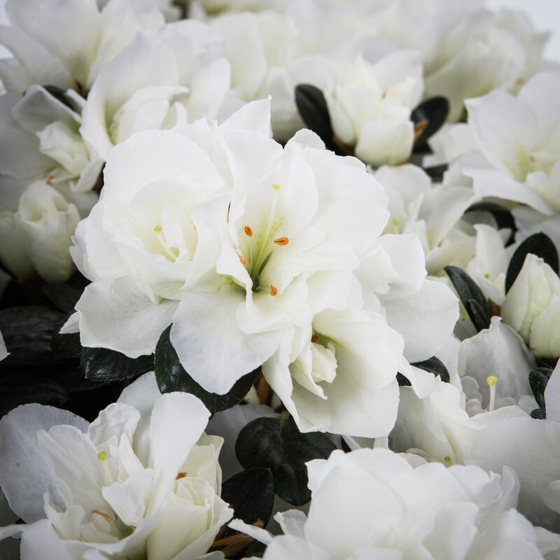 Onze eigen Azalea "Finesse" bloeit vanaf februari.