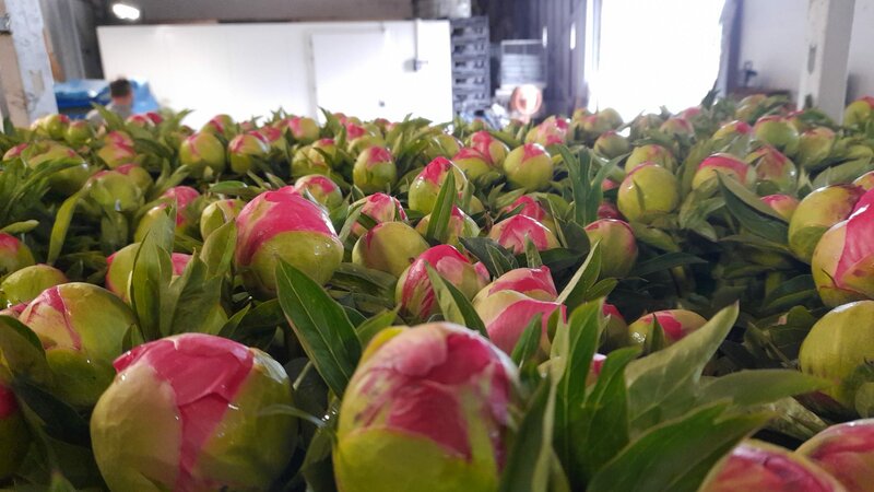 Coral sunset XL bloemknoppen
