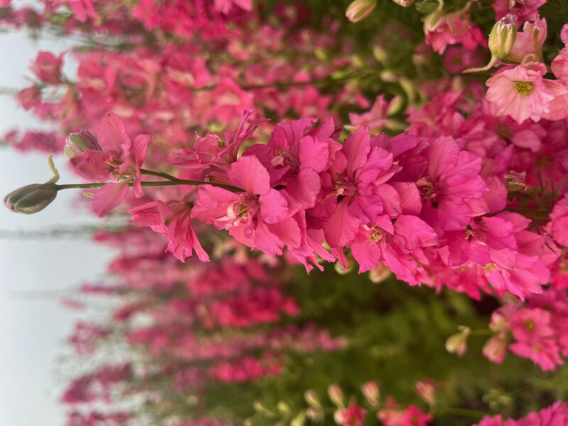 Pierre Blom roze bloemen