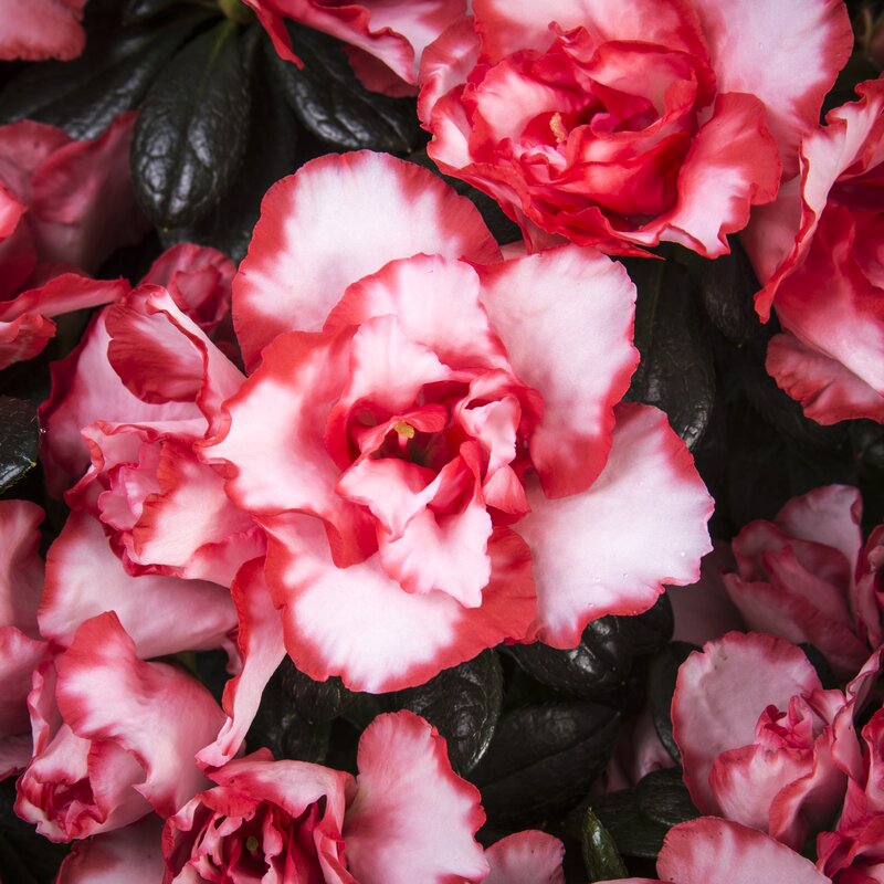 Onze eigen Azalea "Linde de Lo" bloeit vanaf december.