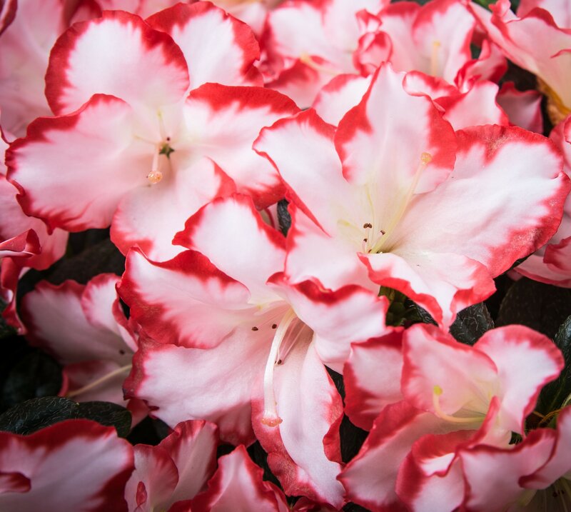 Onze eigen Azalea "Miss Mirthe" bloeit vanaf half februari.