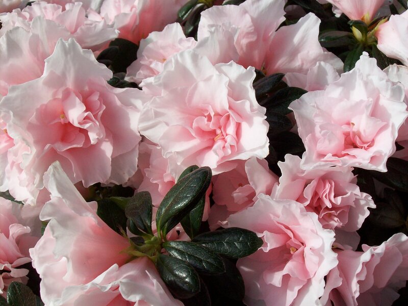 Onze eigen Azalea "Oase de Lo" bloeit vanaf december.