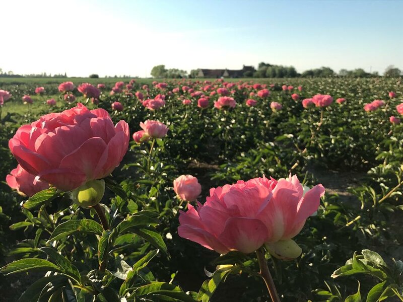 Onze velden rondom de boerderij in bloeiin bloei