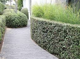 hagen en bomen assortiment