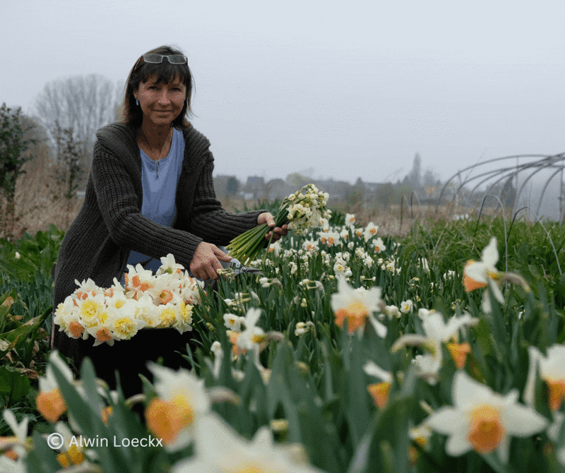 het plukseizoen start in april met de heerlijk geurende narcissen