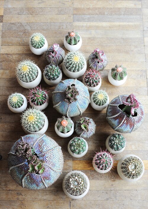Groep cactussen