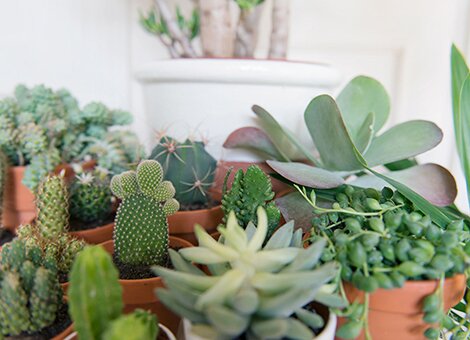 Cactussen en vetplanten bij elkaar