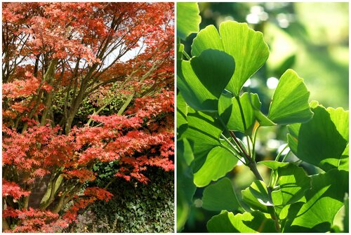 Japanse esdoorn (Acer Palmatum) en Japanse notenboom (Ginkgo)