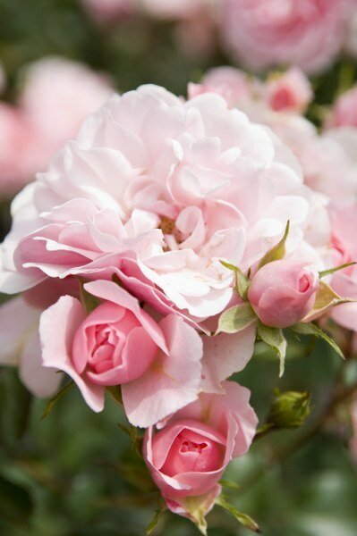 rosa bonica close-up