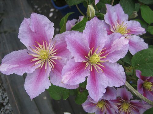 plant met paarse bloem