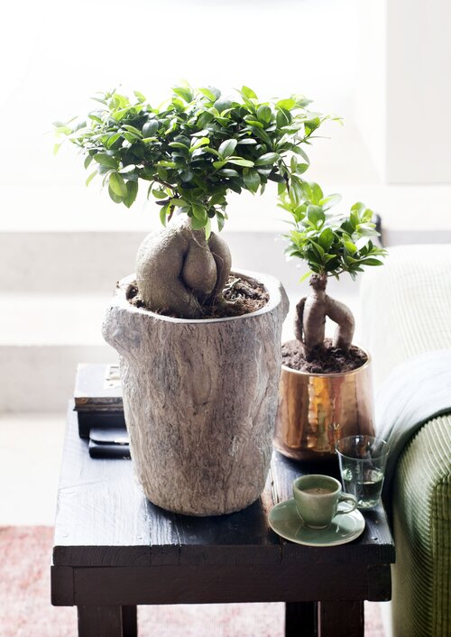 Ficus in pot kamerplant