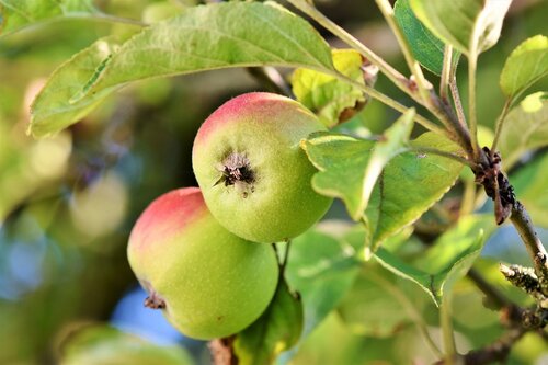 Fruitbomen: appelboom