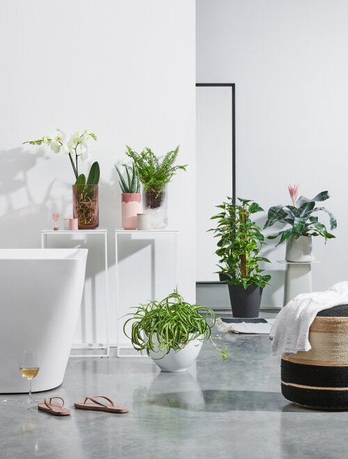 Planten voor in de badkamer