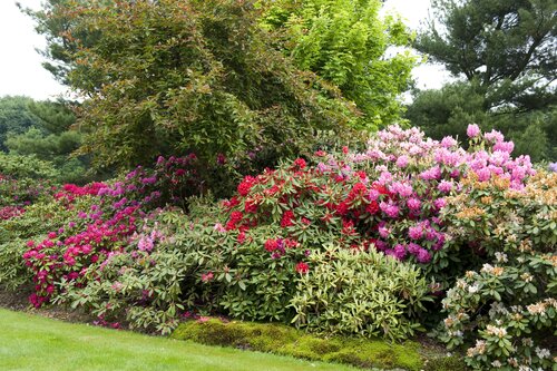 Rhododendron in de tuin 