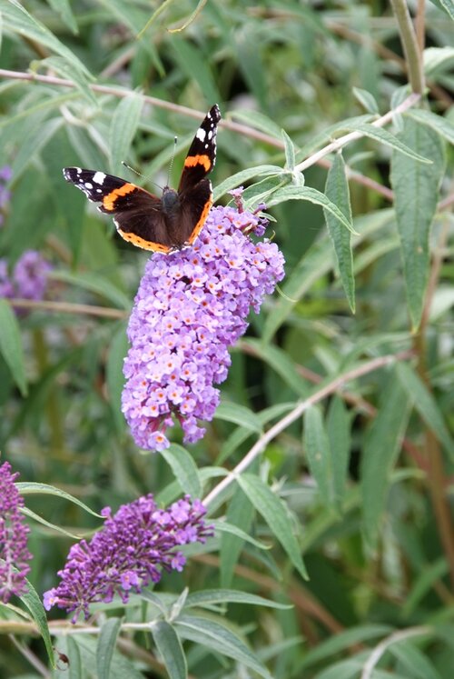 Vlinderstruik met vlinder closeup