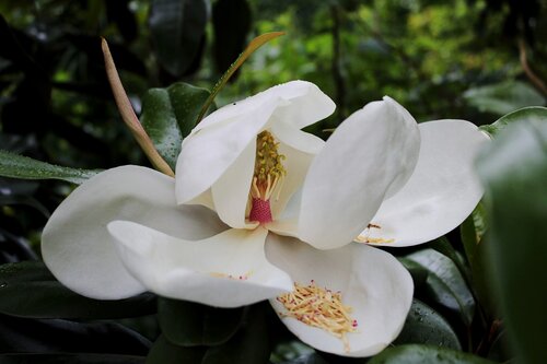 Magnolia Grandiflora: een plant voor wie houdt van een exotische tuin