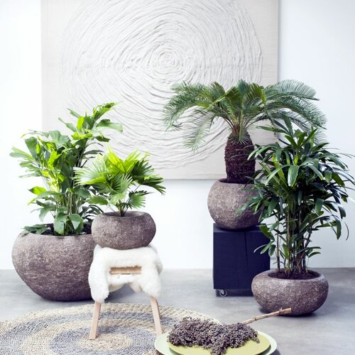 bijzondere palmen in pot