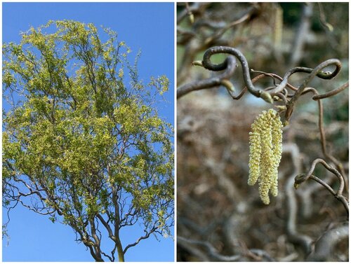 Salix babylonica en Corylus avellena