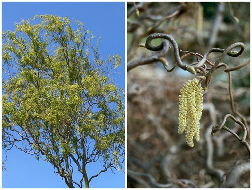 Salix en Corylus 