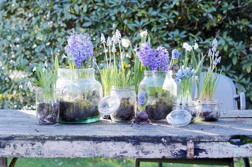 Bollen-op-pot: hyacint en blauw druifje