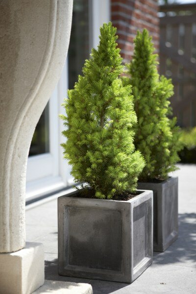 Picea Abies in pot