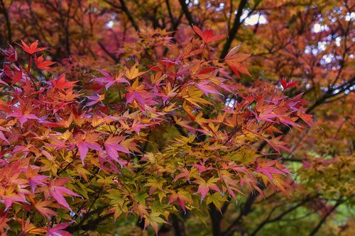 Acer palmatum - Japanse esdoorn