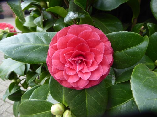 Camellia Japonia Imbricata