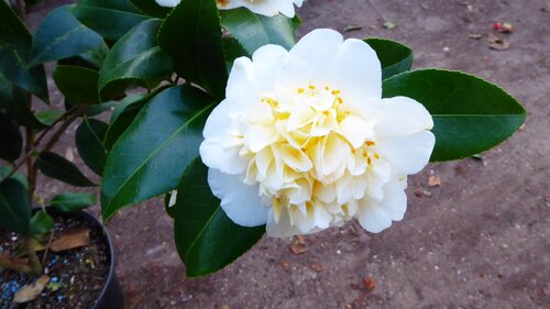 Camellia Japonica jury yellow