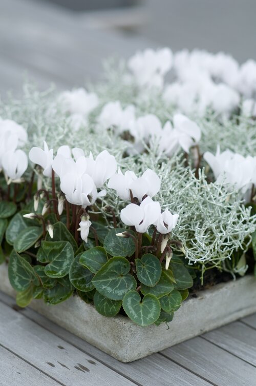 Handig karton neus 8 winterharde planten | Groen van bij Ons