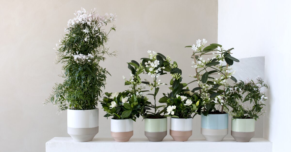 Opera Fantasie voorzetsel 3 geurende kamerplanten met witte bloemen | Groen van bij Ons