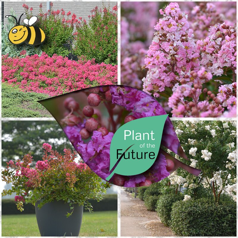 Lagerstroemia - "Plant of the Future"